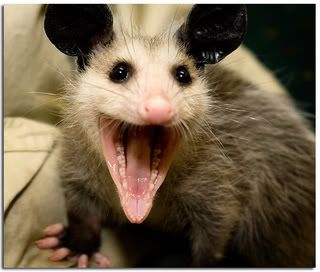 Smiling possum Pictures, Images and Photos