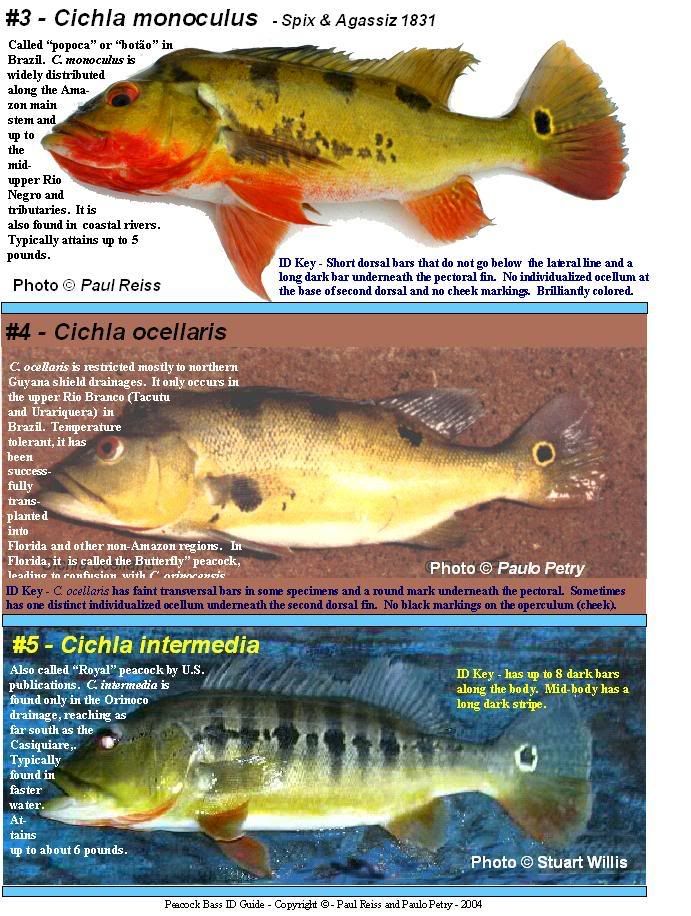 The Peacock Bass Chart