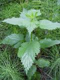 stinging nettle Pictures, Images and Photos