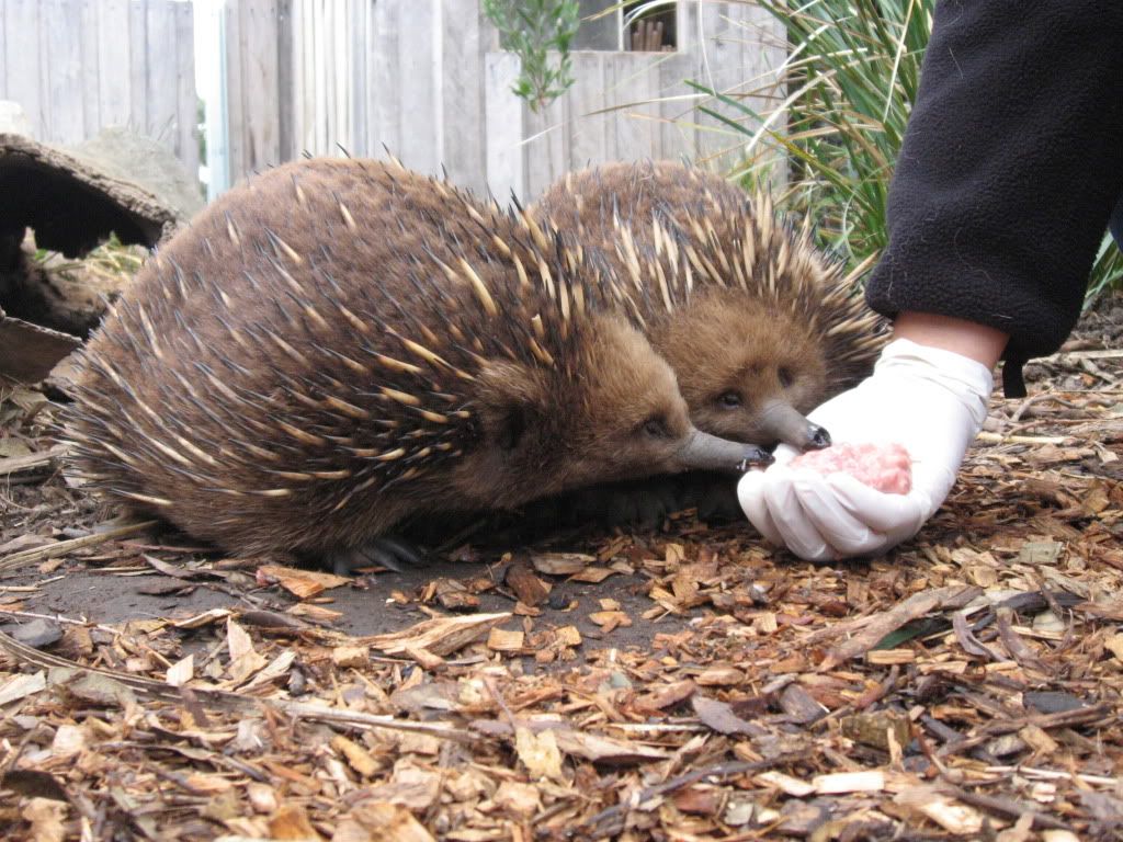 Echinda Pictures, Images and Photos