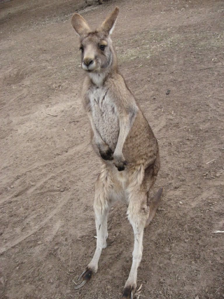 Kangaroo Pictures, Images and Photos