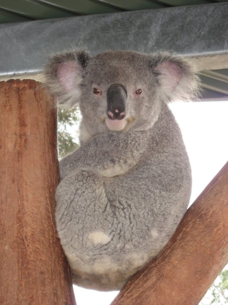 Koala Pictures, Images and Photos