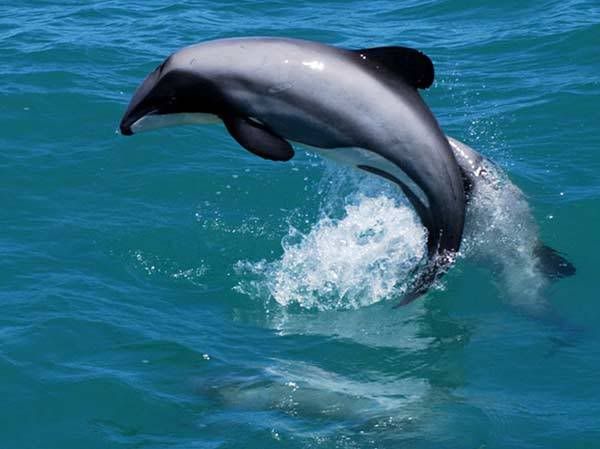 AnimalPicturesDolphin008.jpg