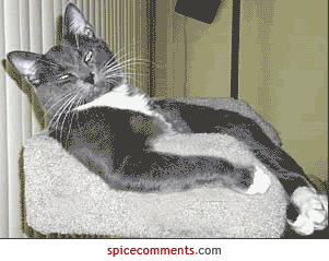 cat gives middle finger Pictures, Images and Photos