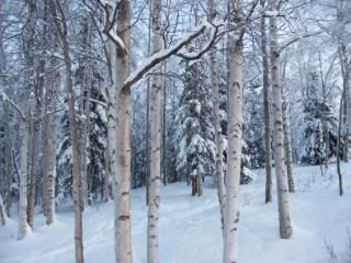 goose lake birch trees