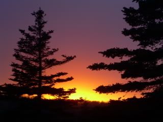 sunset over the inlet through evergreen trees