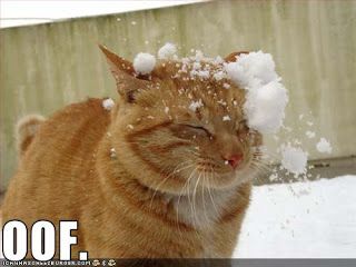  photo Catsnowball.jpg