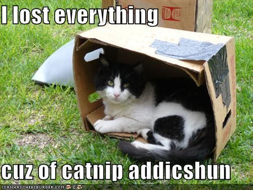 catnip addiction