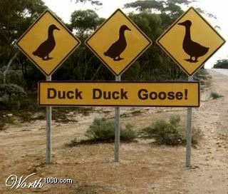 Duck Duck Goose Pictures, Images and Photos