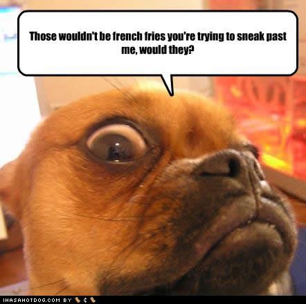 Why Do Dogs Sleep So Much Yahoo Why Do Dogs Sleep So Much Yahoo