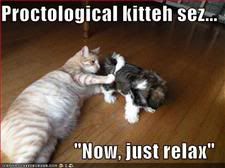 proctological kitty