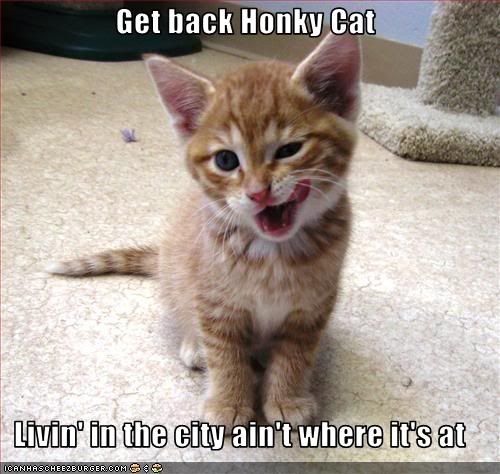 honky cat