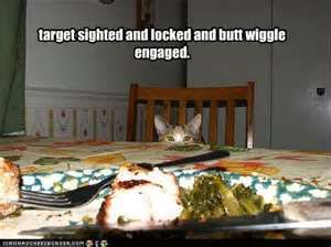  photo catbuttwiggle.jpg