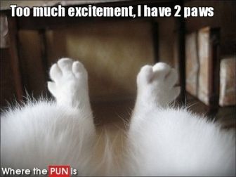  photo cathave2paws.jpg