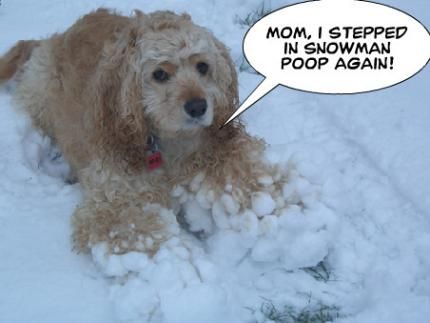  photo dogsnowmanpoop.jpg