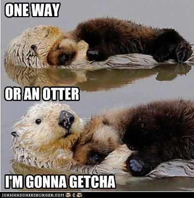  photo ottergetcha.jpg