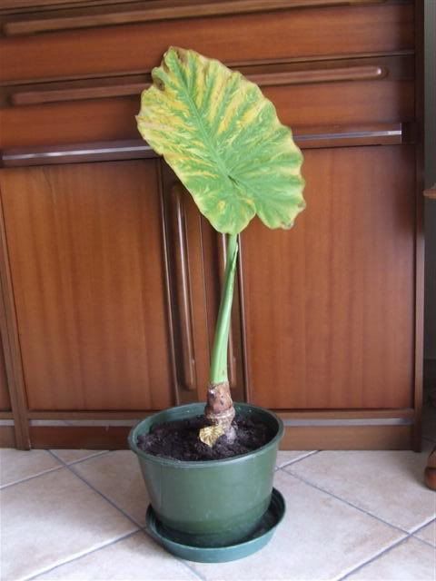 alocasia.jpg