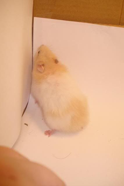 Billede