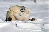 polar love