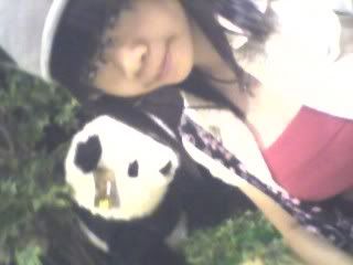 crystal panda