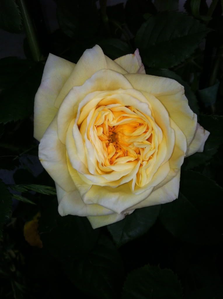 Alchemyst, first bloom year