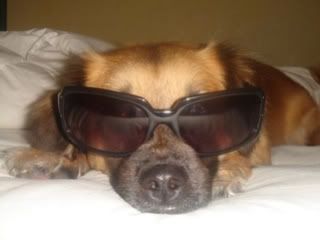 Dogs