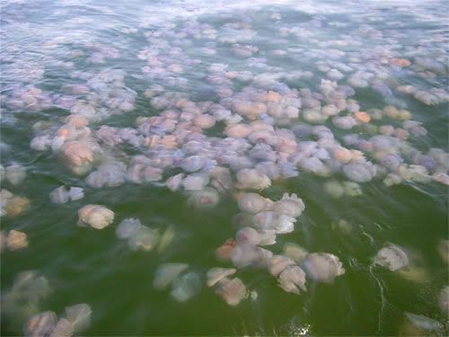 jelly fish black sea 3
