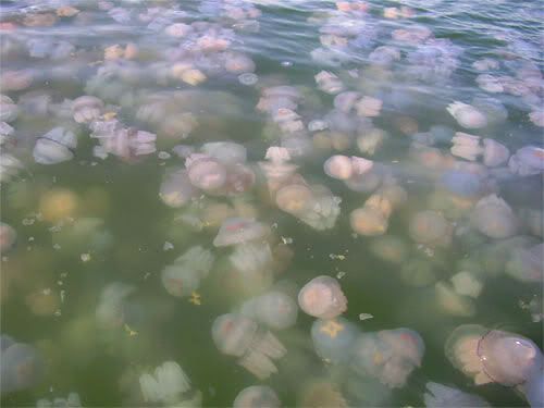 jelly fish black sea 4