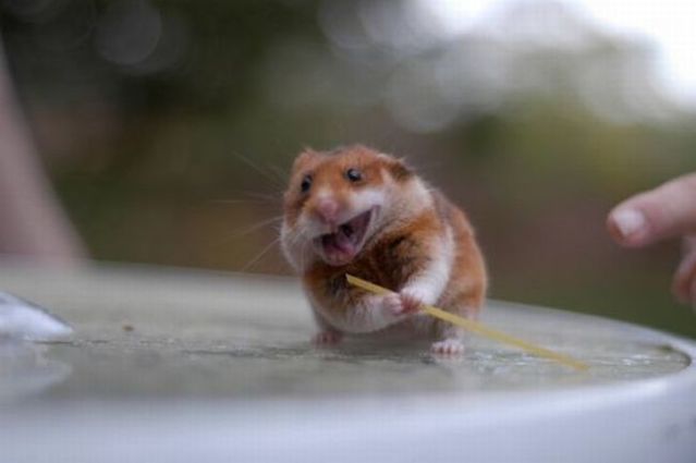 These funny animals (44 pics)