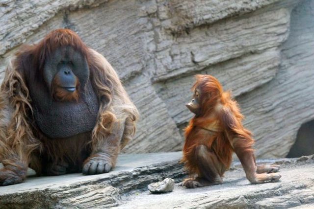 These funny animals (44 pics)