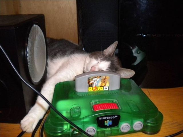 These funny animals (44 pics)