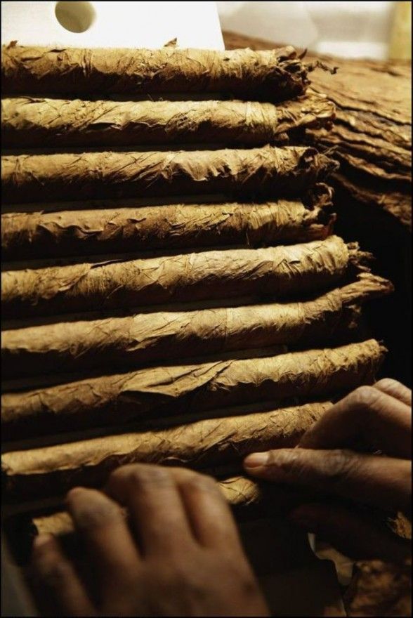cuban cigars cohiba 07 588x880 Making Of  Cohiba Cuban Cigars
