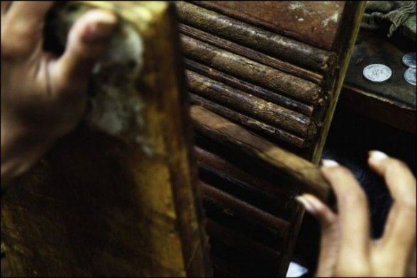 cuban cigars cohiba 11 588x392 Making Of  Cohiba Cuban Cigars