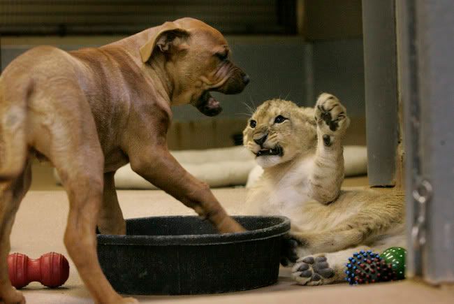 http://i241.photobucket.com/albums/ff16/mafihotz/puppy_vs_lion_cub_17.jpg