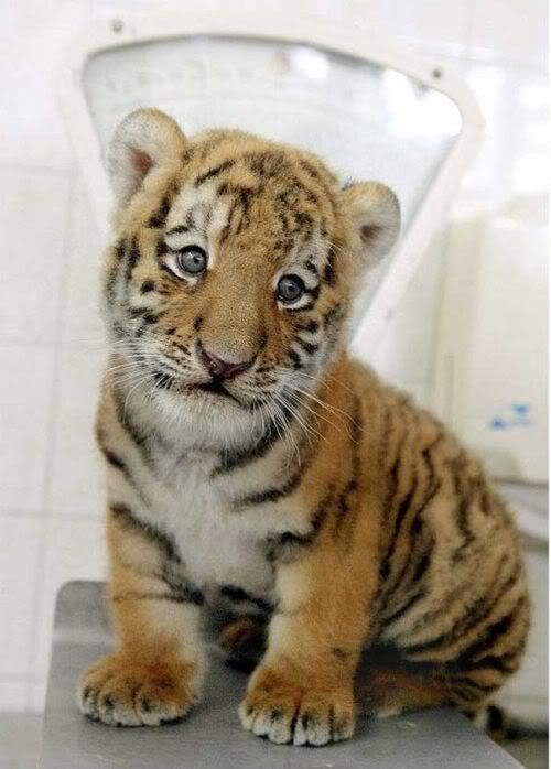 Cute Tigers Pictures