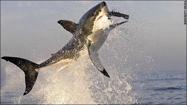 Shark leaping out of water