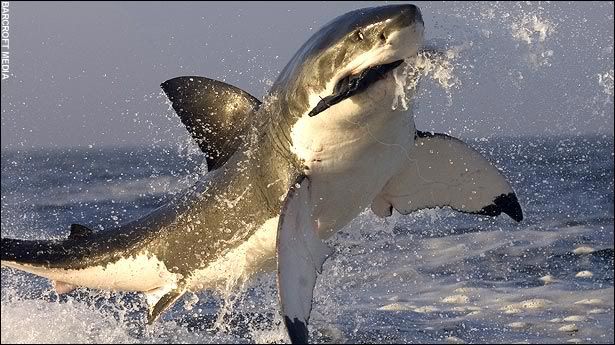 Shark leaping out of water