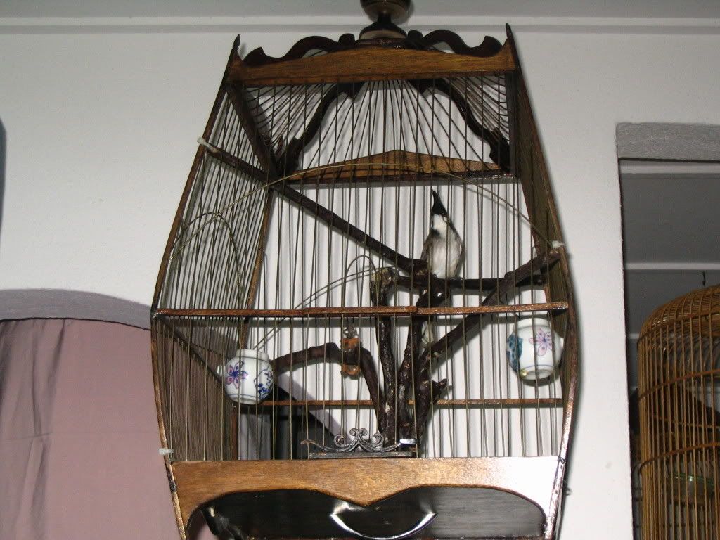 Nice Jambul Cage for sale Malaysia Bird Forum