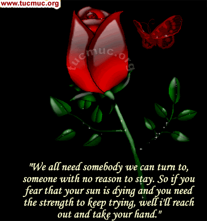 Images for emails & social networking sites & forums .. Roses are the flowers to represent friendship, love, beauty and romance