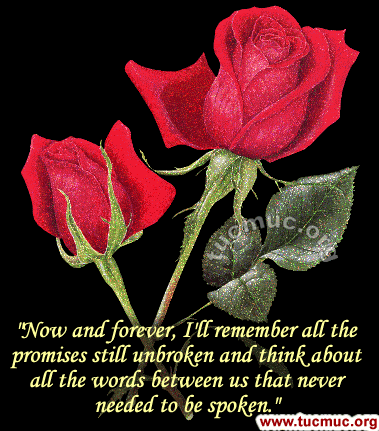 Images for emails & social networking sites & forums .. Roses are the flowers to represent friendship, love, beauty and romance