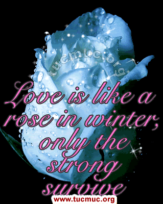 Images for emails & social networking sites & forums .. Roses are the flowers to represent friendship, love, beauty and romance
