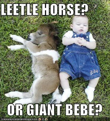 funny-pictures-little-horse-baby.jpg