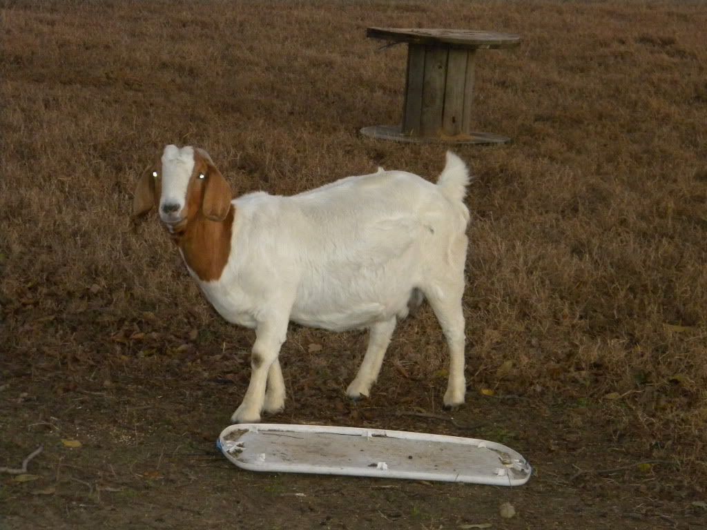 DSCN2996.jpg