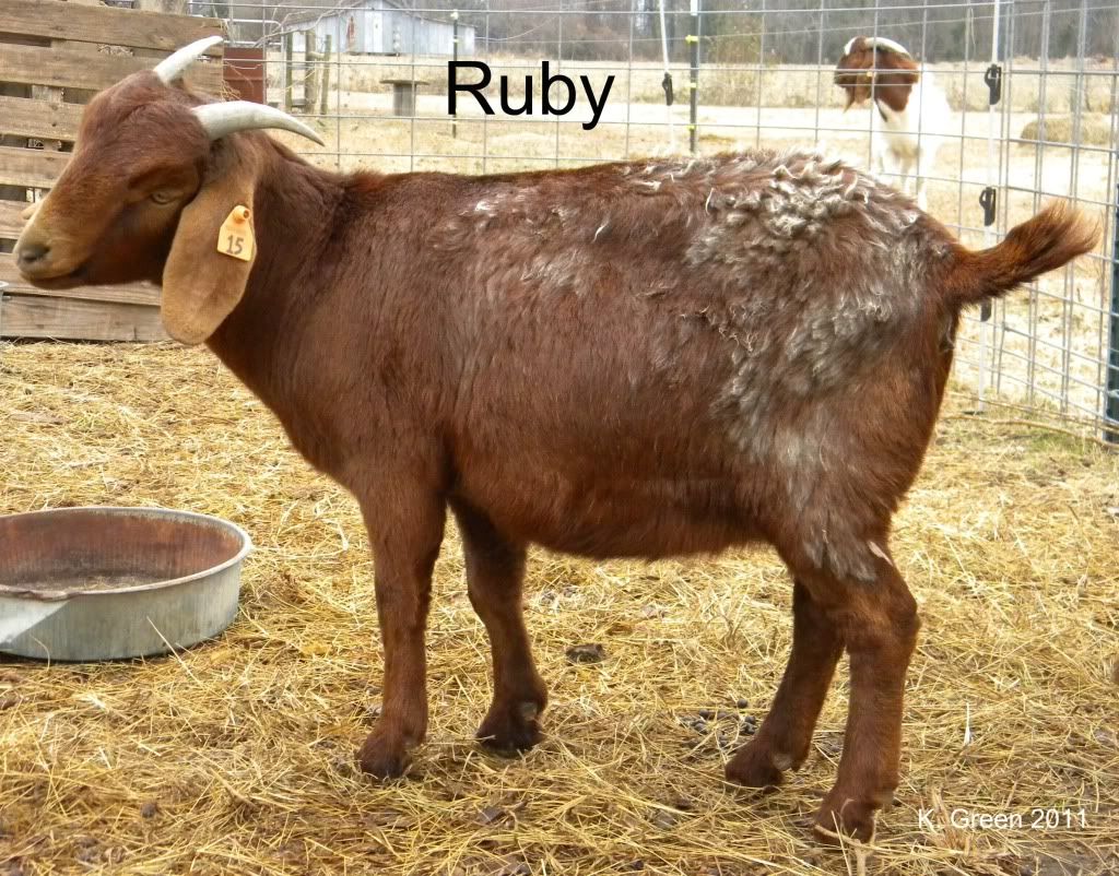 DSCN3122_Ruby.jpg