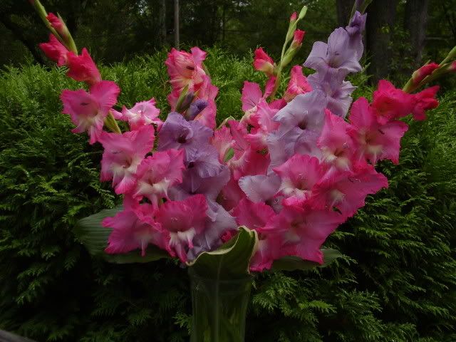 gladiolus- strength of character Pictures, Images and Photos