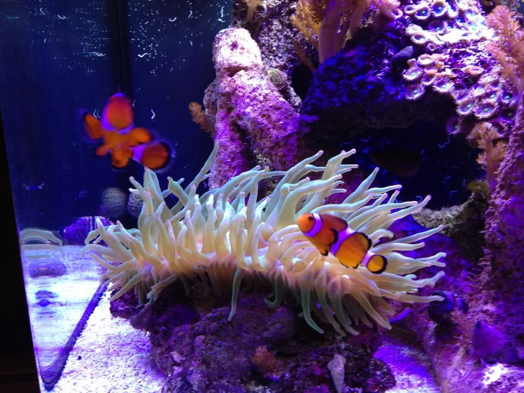 bio cube owner s