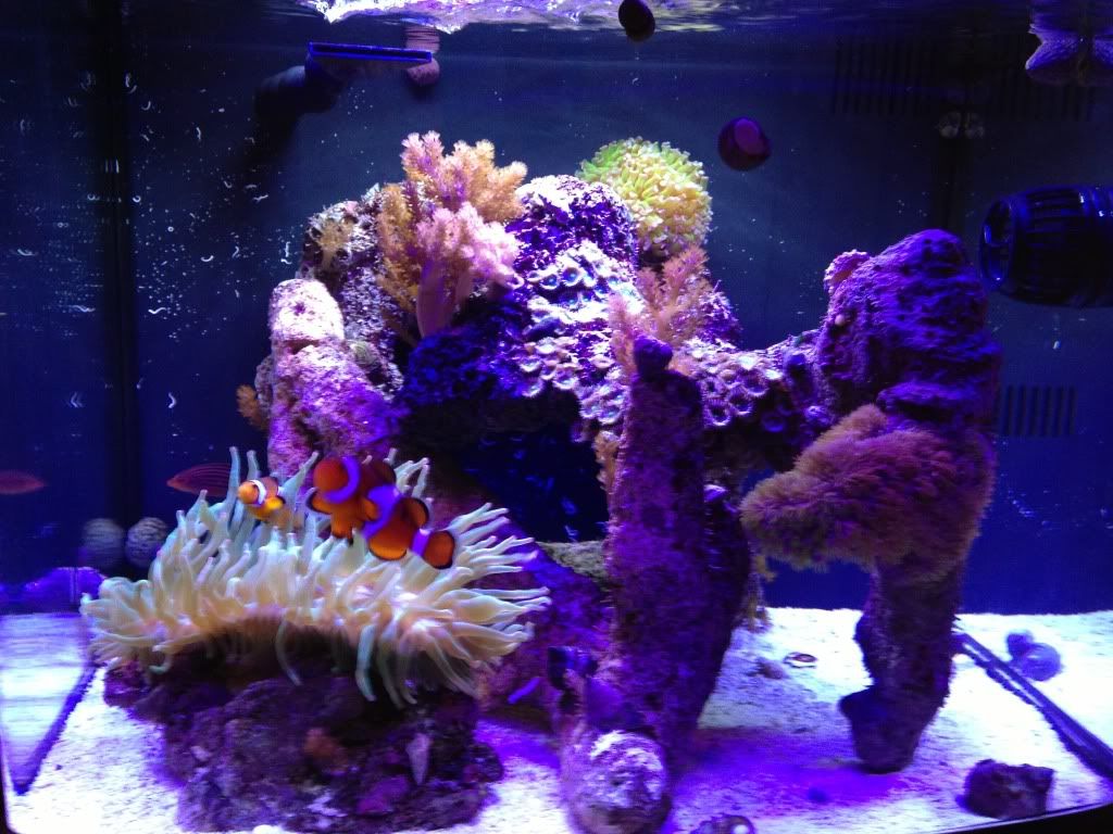 bio cube owner s