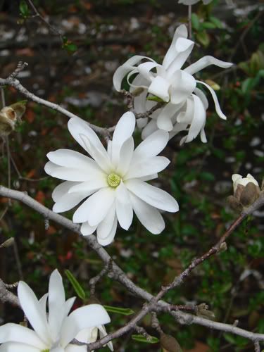star magnolia tree pictures. White Star Magnolia tree