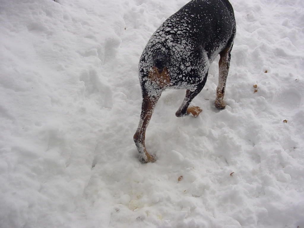 Snow dingleberries Doberman Forum Doberman Breed Dog Forums