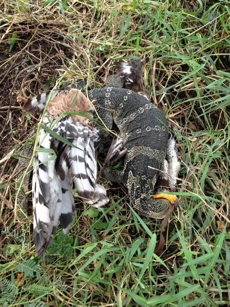 iguana vs tegu